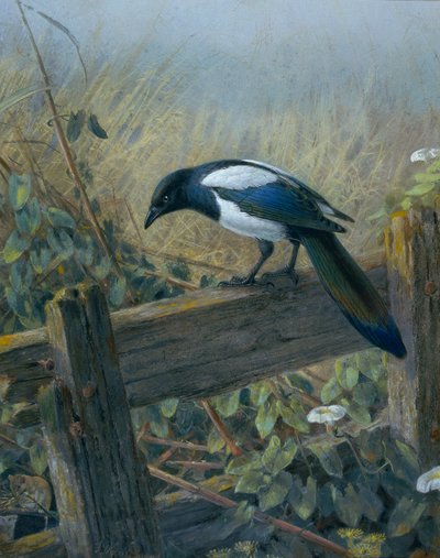The Magpie by Johan Gerard Keulemans